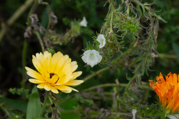 yellow flower