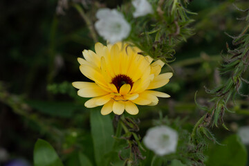 yellow flower in the garden