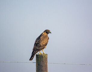 red tailed hawk
