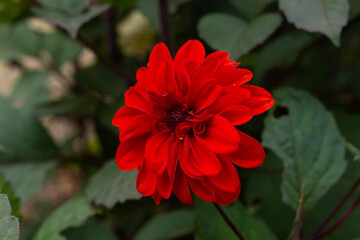red dahlia flower