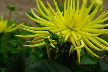 yellow flower