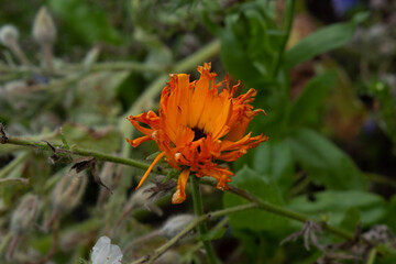 orange flower