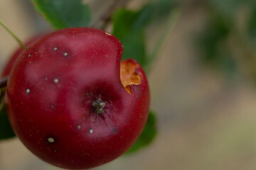 cherries