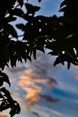Sky between the leaves
