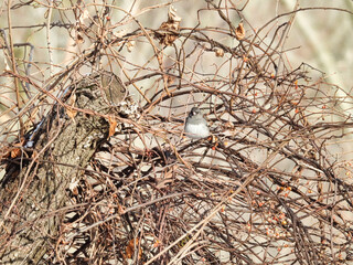 Dark Eyed Junco Perched on Branches: A cold winter day reveals a dark eyed junco bird perched on branches in the bare bush on a cold winter day