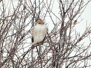 Red-Tailed Hawk Looks Down to the Side From Perch on a Winter Day: A red-tailed hawk perched on Ice covered branches with fluffed out feathers to stay warm on a winter morning