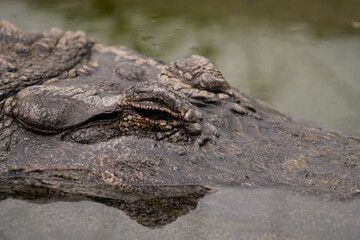 Alligator in the Pond Close Up of Face