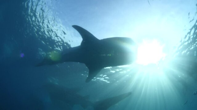 whaleshark feeding oslob underwater big fish scenery whale shark philippines