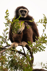 White-Handed Gibbon Male Sitting in the Top of a Tree