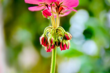 Beautiful pink Geraniums flower buds. Geraniums are easy-care abundant bloomers whose bright flowers blossom from spring until fall. cranesbill geranium. Close up, with bokeh background 