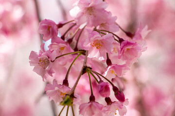 風景素材　三井寺の桜