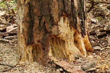 Close-Up durch Borkenkäfer geschädigter Baumstamm