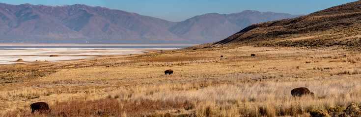 Fototapeta na wymiar American bison grazing on the prairie - panorama