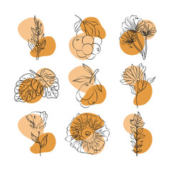 flowers leaves foliage fruits branch vegetation collection © Stockgiu