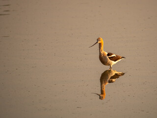 American Avocet wading in reflective water with mating plumage