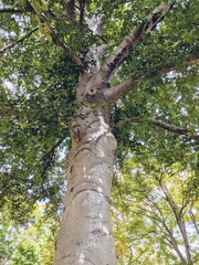 Fototapeta premium Canopy view of an American beech tree 