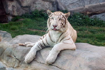 tigre blanco