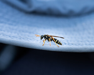 wasp on a hat