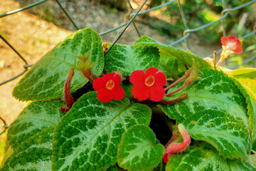 Flame Violet (Episcia)