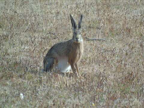 liebres de la patagonia