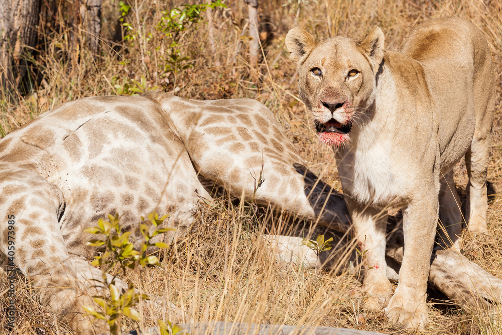 Wall mural African lioness standing near a hunted giraffe on safari in a South African game reserve