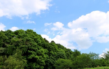 若葉の頃　春　風景