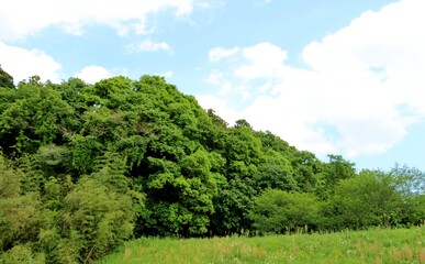 若葉の頃　春　風景