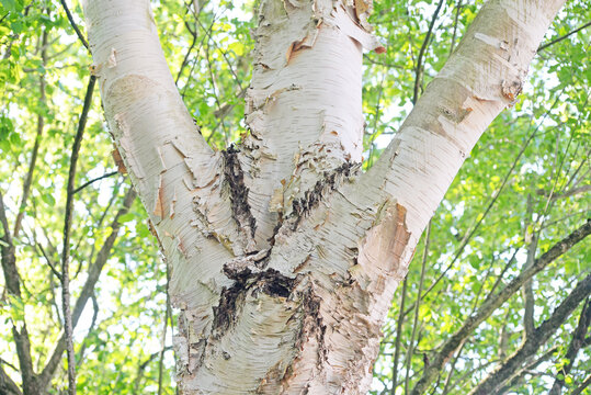Detail of a paper birch or canoe birch (Betula papyrifera) with green spring surroundings