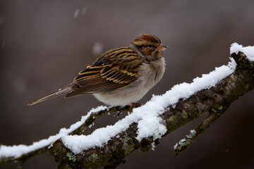 Chipping Sparrow Perched On Snow Covered Limb-7203