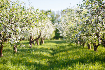 apple orchard with blooming apple trees. Apple garden in sunny spring day. Countryside at spring season. Spring apple garden blossom background - 405977134