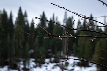 snow covered branches