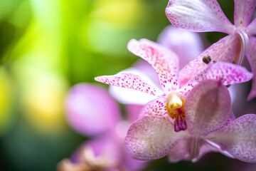 Fototapeta premium Beautiful blooming orchids in forest