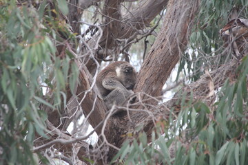 Koala, Flinders Chase National Park, Kangaroo Island, South Australia.