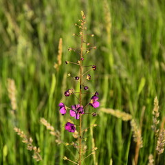 The blooming mullein purple (Verbascum phoeniceum) on a green background of meadow grasses.