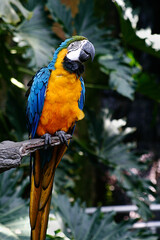 Macaws 02, Galveston, TX 2007