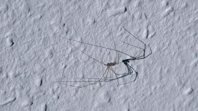 Die oft mit Weberknechten verwechselten Zitterspinnen sind unbeliebte aber h&auml;ufige Untermieter in unseren Wohnungen und bei St&ouml;rungen leicht an ihrem typischen Zitterverhalten zu erkennen.