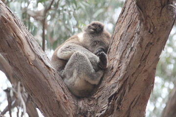 Koala, Flinders Chase National Park, Kangaroo Island, South Australia.
