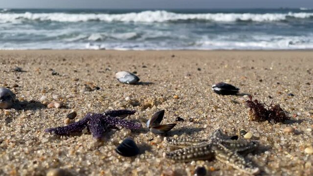 Starfish, or sea stars on sandy beach with sea shells. Ocean in background. Low angle, close up.