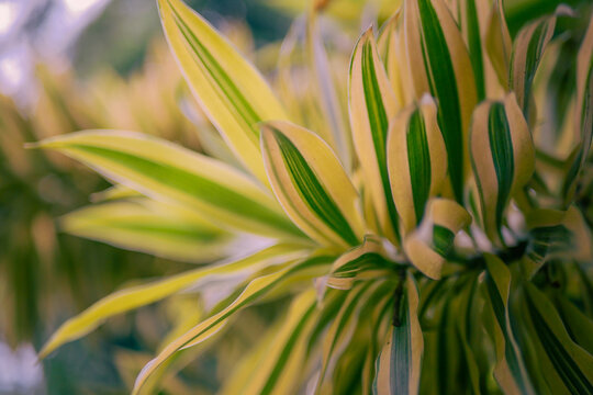 Plants that have long yellow and green leaves called Lidah Mertua or Sansevieria originating from Indonesia