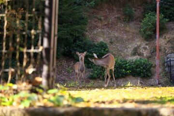 11月広島宮島、小鹿ビックリ。