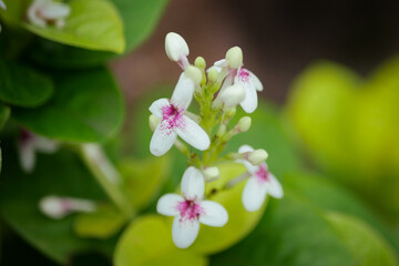 Milweed flowers are white and purple with a blurry background of green and yellow leaves