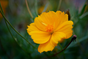 A yellow flower called the sulfur cosmos flower with a blurry background of dark green leaves or bokeh