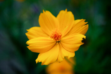 A yellow flower called the sulfur cosmos flower with a blurry background of dark green leaves or bokeh
