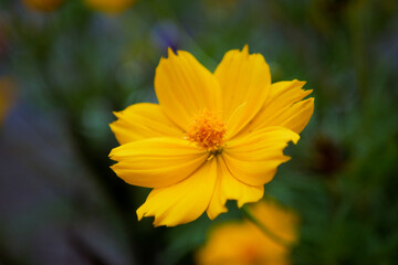 A yellow flower called the sulfur cosmos flower with a blurry background of dark green leaves or bokeh