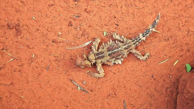 Thorny devil, Moloch horridus, walks on red sand in Desert Park at Alice Springs, Northern Territory, Central Australia. Insectivorous, they feed on small ants. Has spiny orange yellow and black skin.