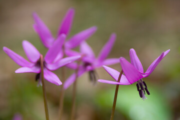 早春の可憐なカタクリの花