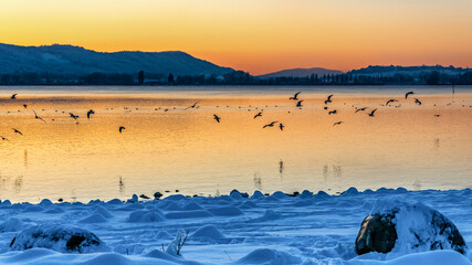 Sonnenuntergang mit Möwen am Bodensee Winter 