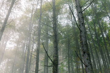 morning in the forest trail