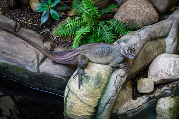 Reptil2