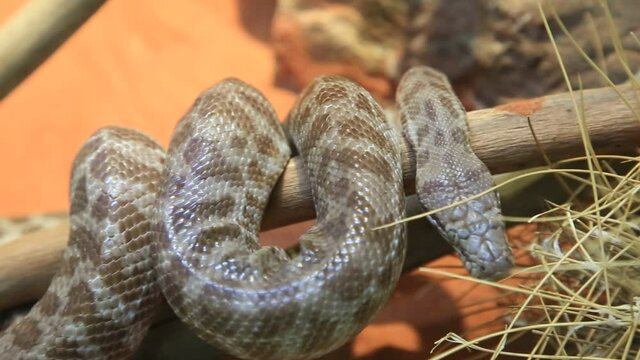 Stimson's python snake. Antaresia stimsoni species, is an Australian non-venomous snake. Pythonidae snakes family. Living in all Australia and kept as pets in terrariums.